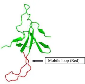 Figure 1-2 . Ribbons drawing of one subunit in the GroES ring . 
