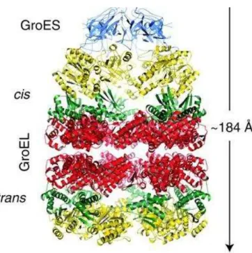 Figure  1-3 . The crystal structure of the asymmetric GroEL/GroES complex (PDB code: 1AON)