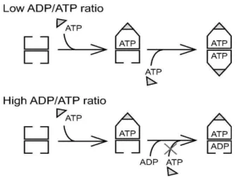 Figure  1-4 .  A  schematic  model  for  the  reaction  mechanism  of  GroEL  and  GroES