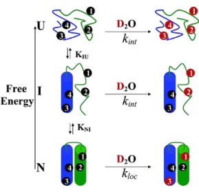 Figure  1-6 .  Illustration  of  three  processes  of  hydrogen  exchange  for  a  protein  with  a  partially  unfolded 