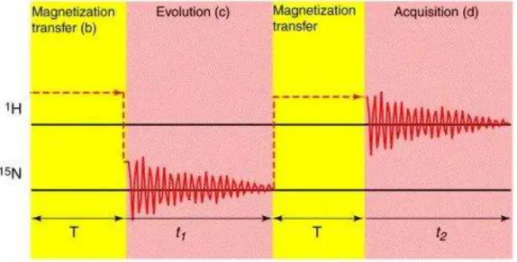 Figure  1-7.   In  a  two-dimensional  [ 15 N, 1 H]-correlation  experiment,  one  first  creates  proton  magnetization