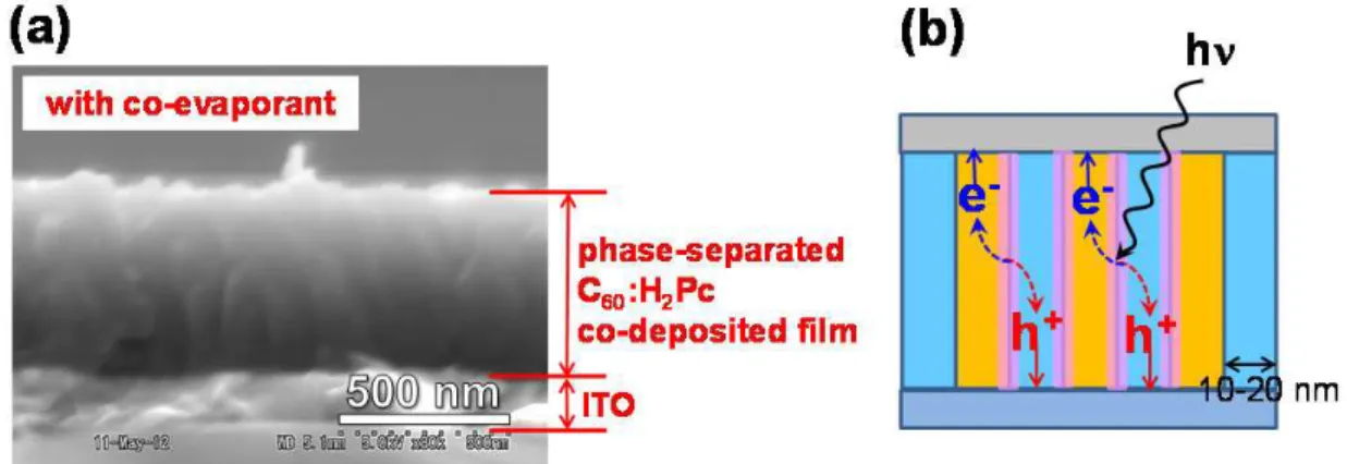 Fig. 1.3.7 (a) Cross sectional SEM image of a phase-separated C 60 :H 2 Pc 
