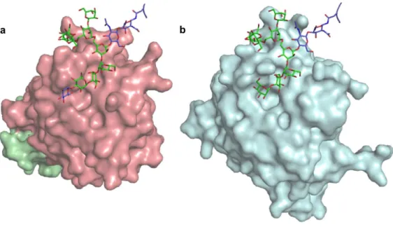 Figure 1.2.2. Representation of oligosaccharides interacting with intracellular lectins