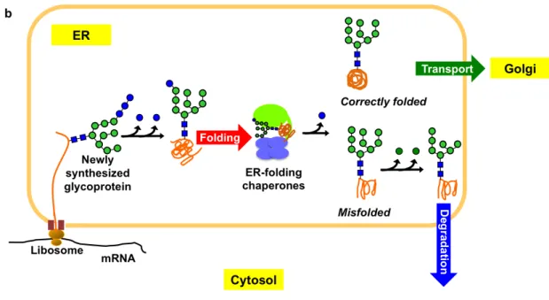 Figure  1.3.1.  (a)  Schematic  representations  of  Glc3Man9GlcNAc2  oligosaccharide 