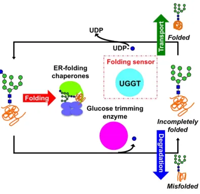 Figure  1.3.2.  Scheme  of  the  folding  cycle  initiated  by  the  molecular  gatekeeper 