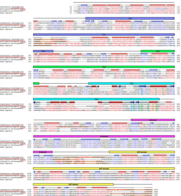 Figure  2.2.1.  Bioinformatics study of full-length UGGT.  (a)  Domain structure of C