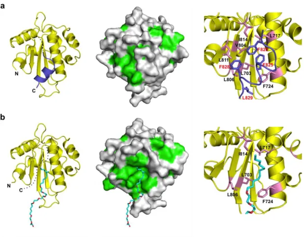 Figure  2.2.4.  An  extensive  patch  of  the  Trx3  domain  is  concealed  by  a  flexible 
