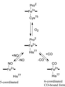 Figure 2. The coordination structures of the heme in Rr-CooA. Pro 2  is the N-terminal residue because Met 1  is  removed by post-translational modification