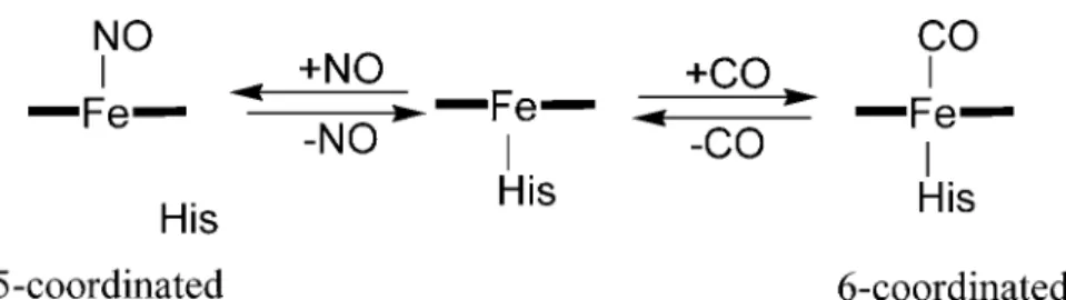 Figure 3. The coordination structure of the heme in sGC. 