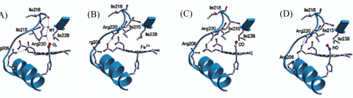 Figure 4. The reported crystal structures of FixL from Bradyrhizobium japonicum in the (A) O 2 -bound, (B) 