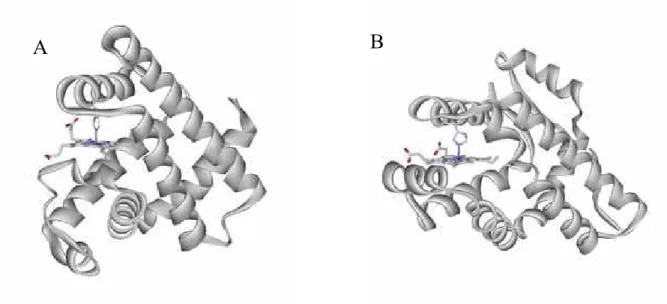Figure 6. The crystal structure of (A) myoglobin and (B) the A subunit of HemAT sensor domain