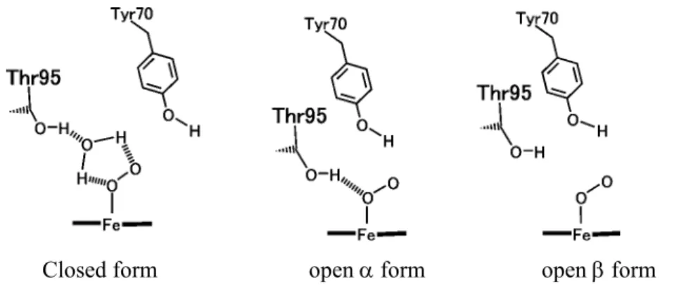Figure 9. The three conformations of the O 2 -bound HemAT-Bs 