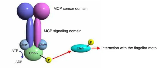 Figure 9. A schematic model of the aerotactic signaling system with MCP, CheW, CheA, and CheY