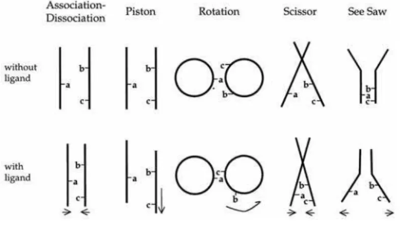 Figure 11. The models for the patterns of conformational alteration in a helix bundle by Koshland et al