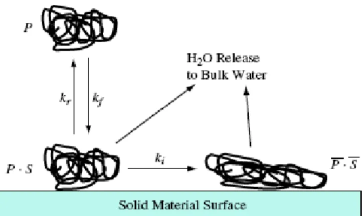 Figure 1.1 Schematic of the protein adsorption process at solid-aqueous solution  interface [14]