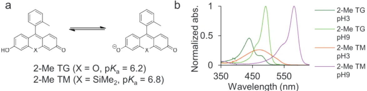 図 3　（a） 2-Me TM βgal の分子構造および、β-ガラクトシダーゼとの反応。（b, c） 2-Me TM βgal の β-ガラクトシダーゼとの 反応前後での吸収（b）および、蛍光（c） （励起波長は 582 nm）スペクトル。（d, e） 2-Me TM βgal を HEK293 細胞の β-ガラク トシダーゼ高発現株 lacZ+  （d）および、非発現株 lacZ–（e）にロードし、共焦点顕微鏡にて撮影した透過光像および、蛍光像。