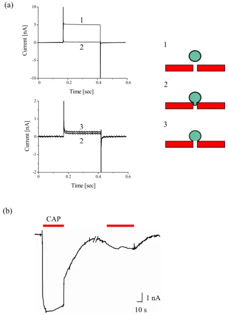 図 3.5 TRPV1 発現 HEK293 のプヤーナーパッチクメンプペーチによる whole-cell 電流記録 (a)  図 3.2 の計測手順に対応した電流応答波形を示す 1