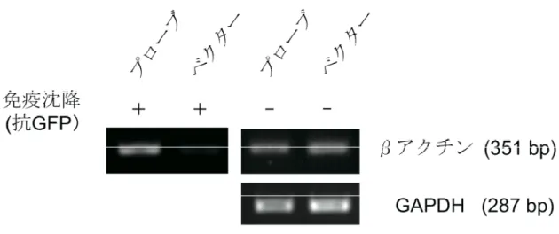 Figure 11. 免疫沈降・逆転写 PCR による全長型プローブのβアクチン mRNA に対する結 合性の解析