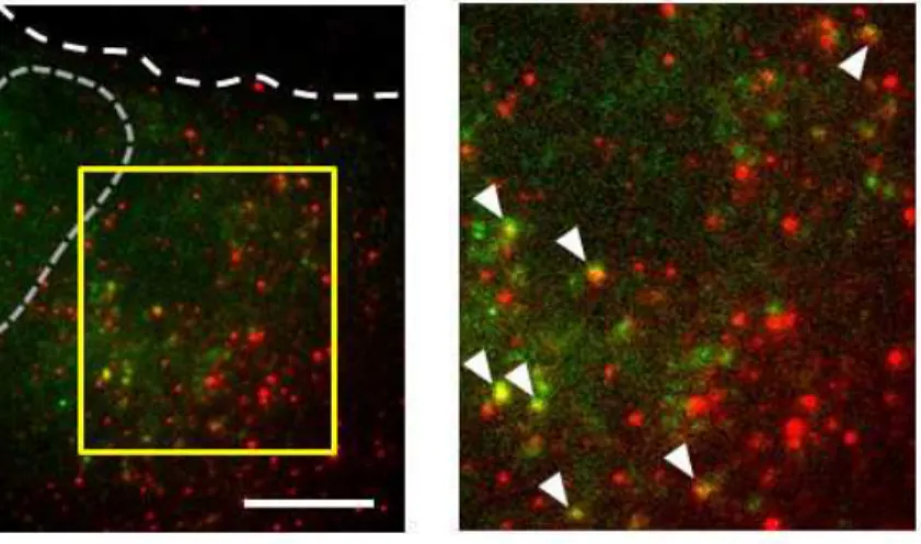 Figure 12. in situ ハイブリダイゼーションによって蛍光標識されたβアクチン mRNA と 細胞内で発現した全長型プローブ 全長型プローブの遺伝子を導入した COS-7 細胞を固定し，βアクチン mRNA に対して相 補的な配列のオリゴヌクレオチドプローブを結合させ，全反射照明蛍光顕微鏡で観察した． 赤：βアクチン mRNA．緑：全長型プローブ．白い破線：細胞の輪郭．灰色の破線：核の 輪郭．右：枠で囲んだ領域の拡大像．矢頭：βアクチン mRNA と全長型プローブとの共局 在．スケールバーは 