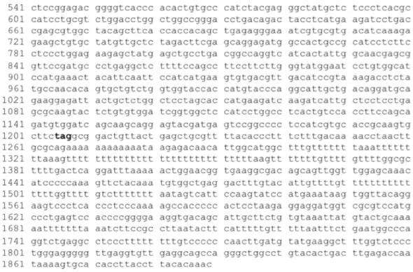 Figure 19. マウスβアクチン mRNA 内のプローブの結合領域