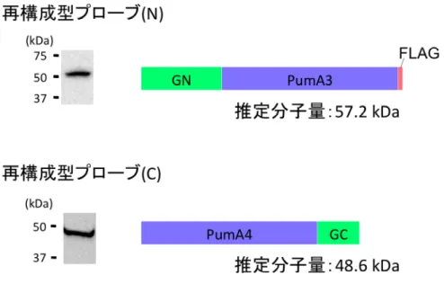 Figure 22. 細胞内における再構成型プローブの発現
