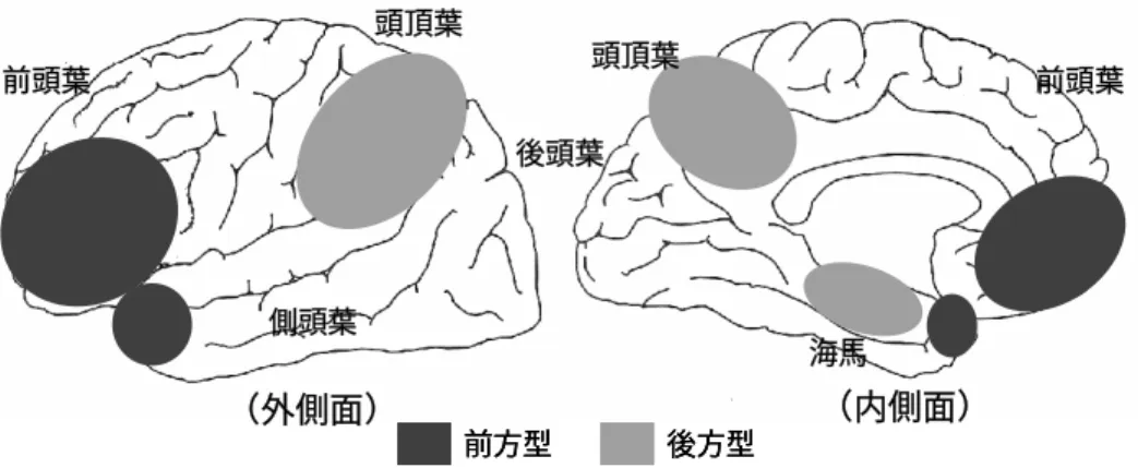 図 1 前方型認知症と後方型認知症の病変分布 