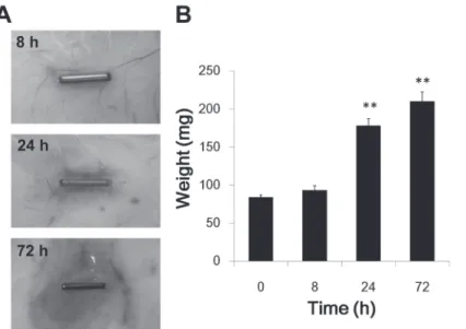 Figure 1.  Ni wire-induced inflammation
