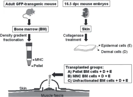 Figure 1　Skin reconstitution assay using a silicon chamber. Bone marrow cells  from  adult  GFP-transgenic  mice  were  fractionated  by  density  gradient  centrifugation, mixed with embryonic mouse skin cells, and transplanted into skin  defects made on 