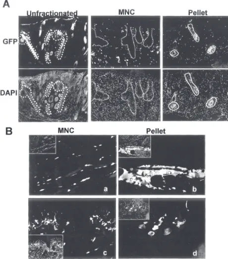 Figure 2　Density gradient fractionation of adult mouse bone marrow cells. (A) Density  gradient fractionation divides the bone marrow cells into four fractions