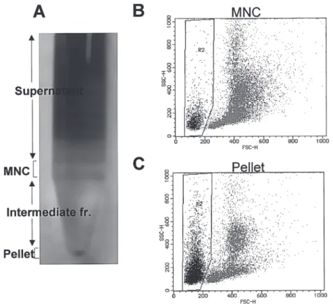 Figure  3　Immunohistochemistry  showing  multipotent  differentiation  capacity  of  bone marrow cells