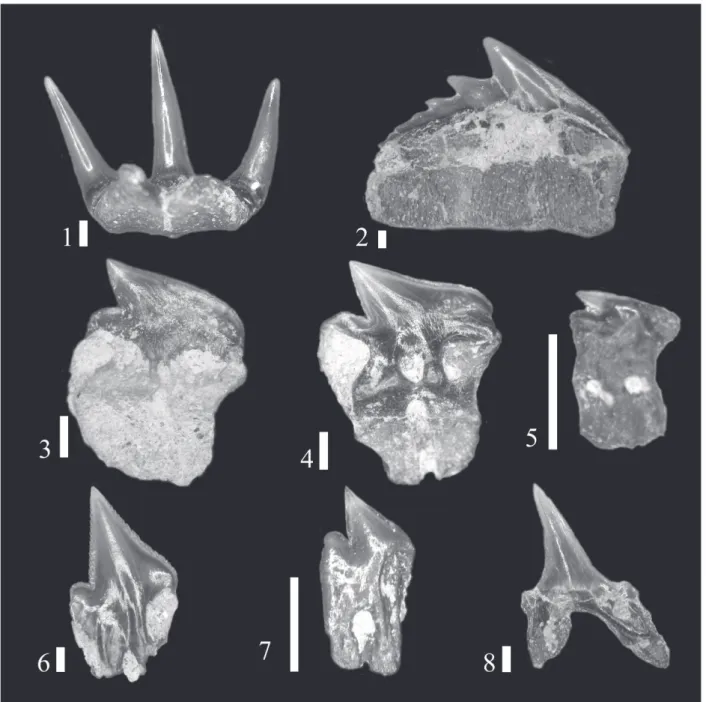Fig. 3  Deep-sea shark fossils from the upper Obata Formation．Scale bar: 1 mm. 1. &amp;KODP\GRVHODFKXV EUDFKHUL， lingual view (GMNH- (GMNH-PV-1116), 2