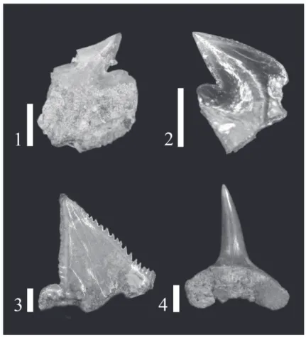 Fig. 5.  Deep-sea shark fossils from the Niwaya Formation．Scale bar: 1mm (1， 2， 3) and  5mm (4)