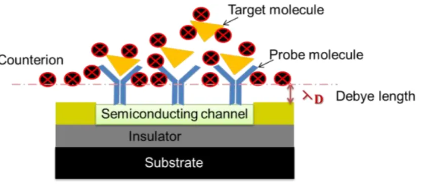 Figure 1.3: Biomolecules carry the zero net charge because of Debye screening effect.  