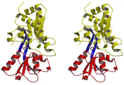 Figure 1.19: Structure of GBP. Domains I and II are colored yellow and red, respectively