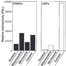 Fig. １    Subcellular  localizations  of  PHGPx  and  cGPx in the ECV304 cells.