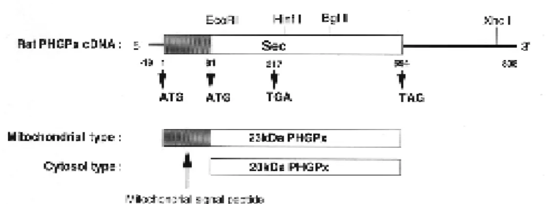 Fig. ２  The structure of cDNA for rat PHGPx.