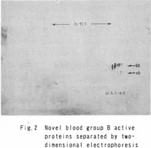 Fig. 2  Novel  blood  group  B  active  proteins  separated  by  two­