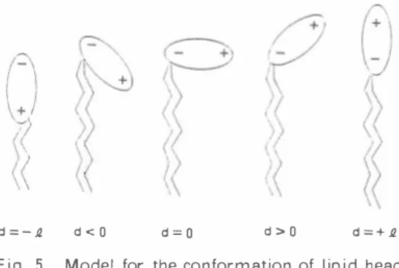 Fig. 5  Model for the conformation of lipid  head  groups.  ジル基が頭部の外側に位置し， イオン強度が高く なるとコリン基がリポソーム外側に位置する傾向 が見られた。 一定の温度において， イオン強度が 増加すると， コリン基が表面に位置し， フォス ファチジル基が内側を向くと推定した。 リン脂質 の相転移温度付近の他の温度における状態に比べ て， フォスファチジル基が外側にコリン基が内側 にあると考えられる。 また ， カルボキシメチルセルロース