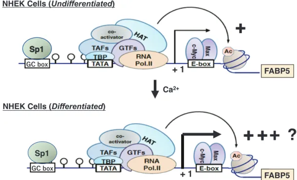 図 3　ヒト表皮角化細胞における FABP5 遺伝子発現制御機構の解析
