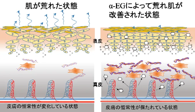 図   ７-2  細胞レ ベルで の今 後の課 題  