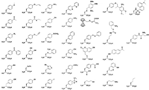Figure  1-4.  Examples  of  nonnatural  amino  acids  that  have  been  incorporated  into  proteins   (J