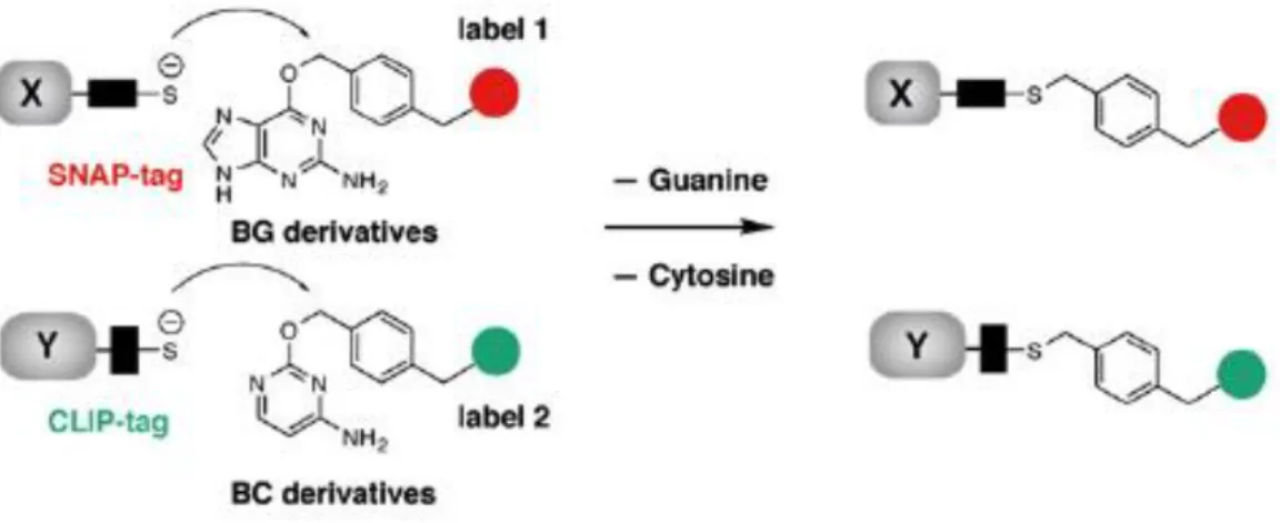 Figure  1-6.  Labeling  of  SNAP-tag  and  CLIP-tag  with  BG  derivatives  and  BC  derivatives,  respectively