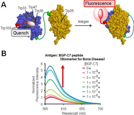 Figure  1-12.  Fluorescent  biosensor  based  on  antibody  single  chain  variable  domain  (scFv)   (Quenchbody)