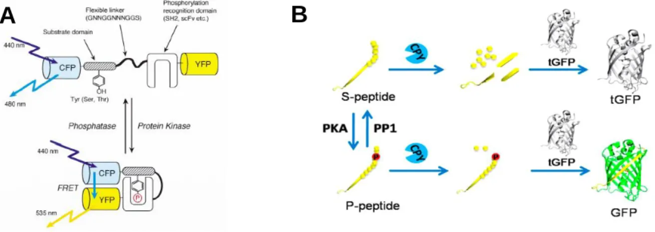 Figure  2-1.  Genetically-encoded  fluorescent  indicators  for  protein  phosphorylation