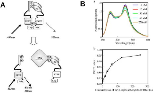 Figure 2-2. (A) Principle of the competitive immunoassay for phosphorylated protein antigen
