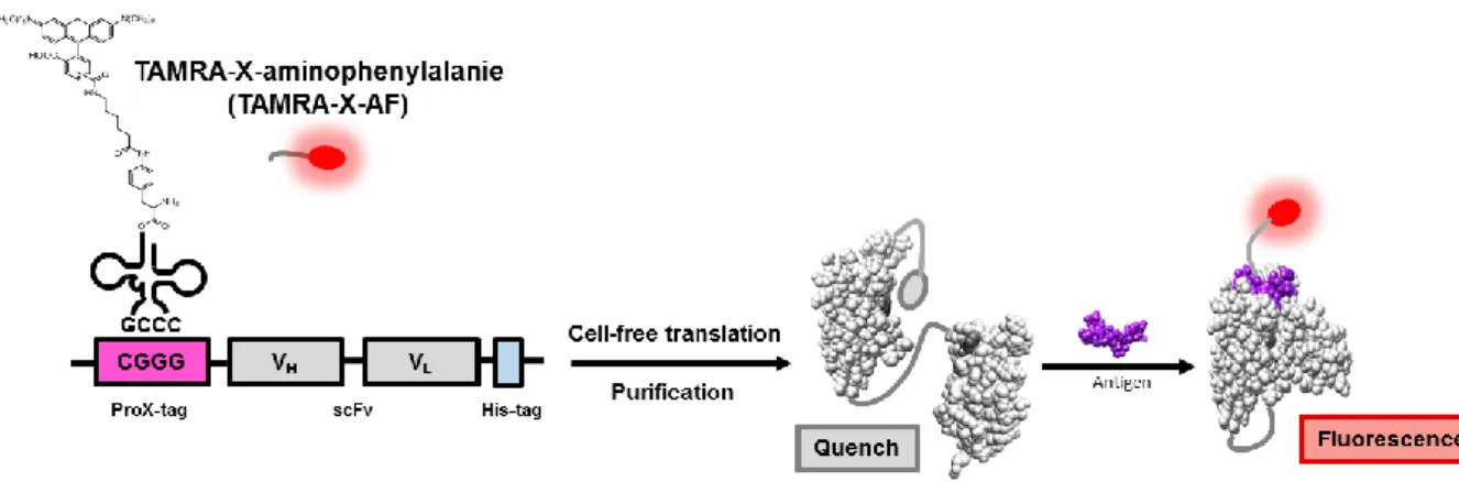 Figure 2-3.  Schematic illustration of the synthetic procedure of  TAMRA-scFv against  pTyr  and  the  detection  of  pTyr-containing  antigen  based  on  antigen-dependent  removal  of  fluorescence quenching effect on TAMRA