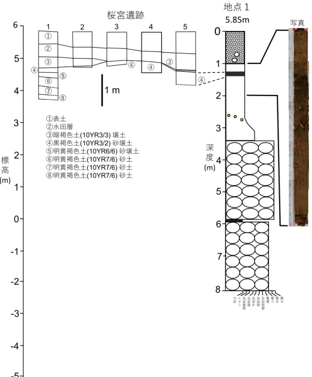Fig. 8　Correlation of Columnar sections between site 1 and Sakuranomiya remain. Columnar section of Sakuranomiya remain is presented  from The Kawazu Town Board of Education
