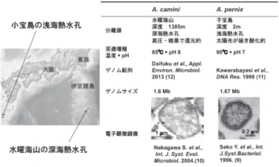 図 ２　Aeropyrum 属超好熱古細菌 ２ 種の分離地点 と特性
