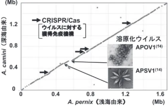 図 3　A. pernix と A. camini の全ゲノム配列の比 較．両種のゲノムは相同遺伝子の配置順が 保存され高度なシンテニーを示した 1２） ．