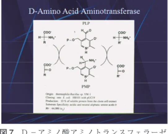 図 7　D －アミノ酸アミノトランスフェラーゼ；